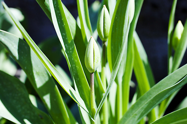 포토 JPG 해외이미지 식물 계절 잎 자연 새로움 따뜻함 사람없음 초록색 파란색 새싹 환경 봄 성장 나뭇가지 신선 닫기 관목 묘사 유기농 질감 정맥 내추럴 생태학 그리너리 해외202004 해외포토 나무 웰빙 교육 컬러 컨셉 모션 생태계 혈관 파일형식 트랜드컬러 이미지허브