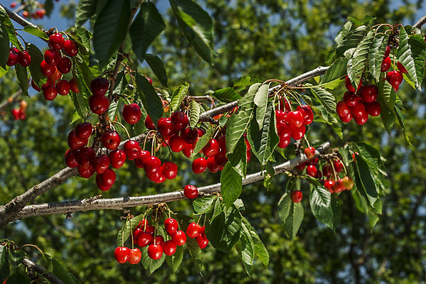 포토 JPG 해외이미지 나무 식물 잎 농업 과일 자연 사람없음 아웃포커스 가로 빨간색 초록색 빛 농작물 성장 나뭇가지 원형 체리 캘리포니아 숙성 세련 해외202004 해외포토 도형 산업 컬러 촬영기법 미국 생태계 파일형식 이미지허브