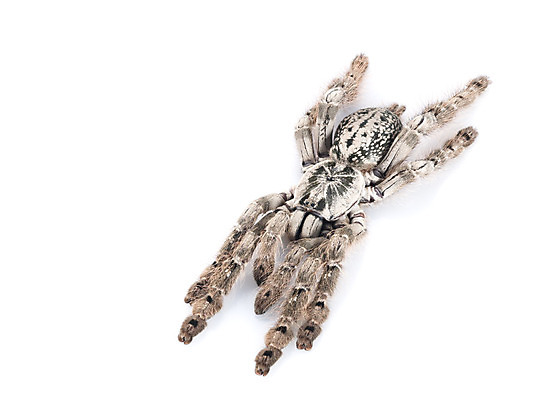 포토 JPG 해외이미지 동물 사람없음 반려동물 흰색 독약 닫기 위험 큼 무서움 거미 H 토막 송곳니 기어가기 오싹 해외202004 해외포토 알파벳 감정 컬러 곤충 컨셉 모션 치아 크기 파일형식 이미지허브