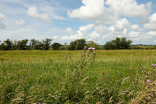 포토 JPG 해외이미지 나무 식물 구름 밭 하늘 풍경 사람없음 파란색 환경 습지 땅 엉겅퀴 해외202004 해외포토 자연요소 꽃 컬러 농업 파일형식 이미지허브
