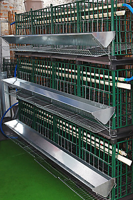 포토 JPG 해외이미지 농업 주택 사람없음 초록색 상자 농장 쌓기 금속 치킨 둥지 암탉 해외202004 해외포토 산업 컬러 모션 재질 건물 닭 암컷 닭고기요리 파일형식 이미지허브