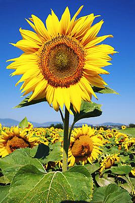 포토 JPG 해외이미지 백그라운드 꽃밭 하늘 해바라기 사람없음 노란색 활발 해외202004 해외포토 꽃 컬러 컨셉 파일형식 이미지허브