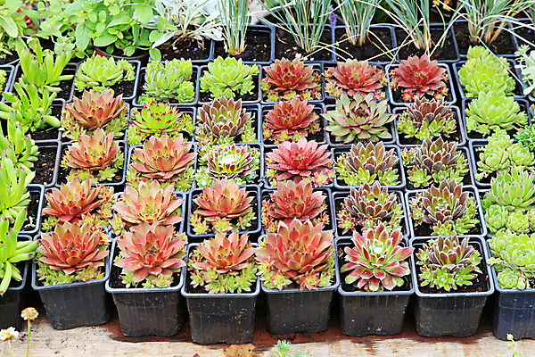 포토 JPG 해외이미지 식물 잎 사람없음 장식 초록색 상점 정원 놀이방 신선 시장 냄비 내추럴 묘목 해외202004 해외포토 나무 컬러 솥 파일형식 이미지허브