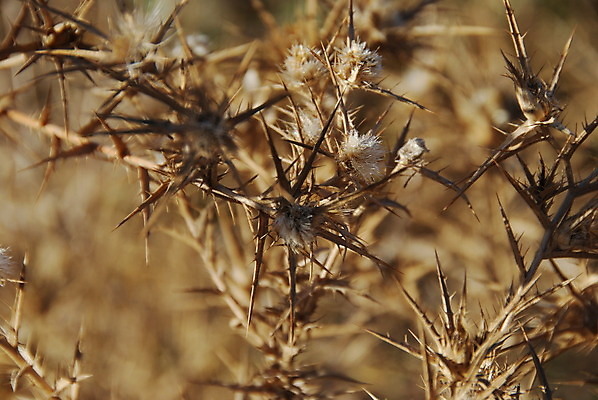 포토 JPG 해외이미지 식물 줄기 자연 건조 사람없음 사막 추위 가을 인사 못 가시 황금 떨어짐 질감 날카로움 면도기 스파이크 찌르기 유지 공격적 해외202004 해외포토 계절 컨셉 모션 위생용품 공구 예절 생태계 파일형식 이미지허브