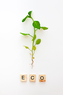 포토 JPG 해외이미지 나무 식물 1 계절 지구 줄기 백그라운드 컨셉 잎 농업 자연 새로움 건강 씨앗 사람없음 야외 초록색 농장 새싹 환경 정원 흙 봄 성장 흰색 나뭇가지 신선 작음 유기농 원예 먼지 정맥 내추럴 고립 땅바닥 모종 생태학 처음 세련 해외202004 해외포토 웰빙 교육 산업 컬러 바닥 취미 크기 생태계 혈관 파일형식 이미지허브