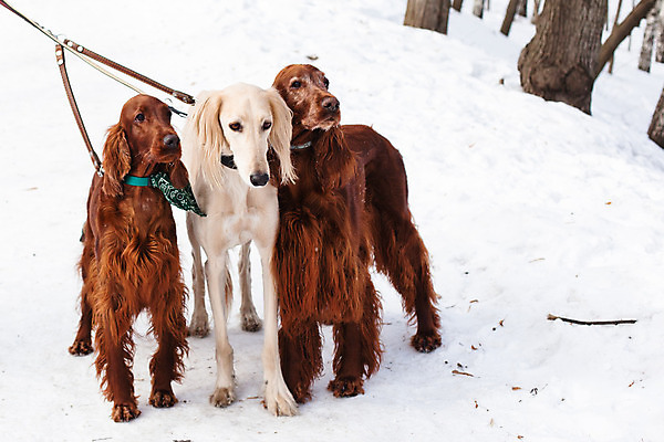 포토 JPG 해외이미지 동물 1 포즈 2 겨울 3 서기 사람 사람없음 가로 반려동물 갈색 검은색 산책 흰색 개 사냥개 육식동물 기르기 해외202004 해외포토 계절 컬러 포유류 모션 휴식 돌봄 파일형식 이미지허브