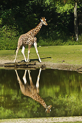 포토 JPG 해외이미지 동물 응시 야생동물 패턴 포유류 아프리카 자연 성인 사람없음 초록색 물 햇빛 반사 걷기 산책 황무지 보호 큼 기린 사파리 목 해외202004 해외포토 자연요소 시선 나라 컬러 컨셉 무늬 모션 휴식 사람 신체부위 태양 크기 생태계 파일형식 이미지허브