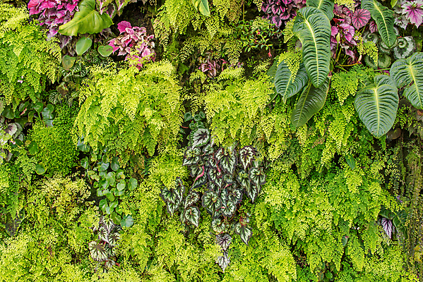 포토 JPG 해외이미지 나무 식물 공원 백그라운드 잎 꽃무늬 패턴 자연 사람없음 야외 초록색 환경 정원 봄 성장 나뭇가지 신선 군중 숲 유기농 질감 내추럴 생태학 인공 많음 해외202004 해외포토 웰빙 계절 공공시설 교육 꽃 컬러 컨셉 무늬 사람 생태계 파일형식 이미지허브