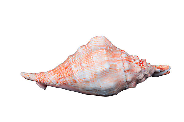 포토 JPG 해외이미지 동물 1 선 바다 분홍색 백그라운드 패턴 오렌지 자연 조개 연체동물 선물 사람없음 껍질 흰색 죽음 닫기 큼 해산물 묘사 만족 질감 기념품 고립 해외202004 해외포토 감정 컬러 무늬 과일 모션 어패류 무척추동물 크기 오브젝트 생태계 파일형식 이미지허브