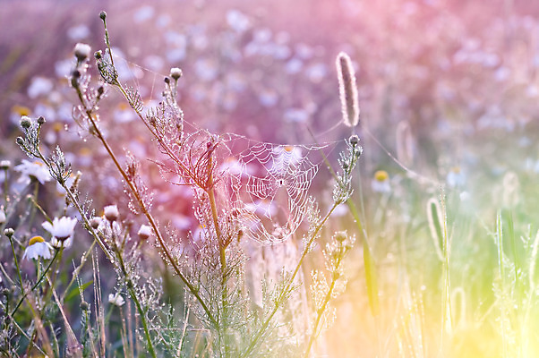 포토 JPG 해외이미지 계절 분홍색 백그라운드 밭 자연 아침 추상 풍경 사람없음 야외 초록색 빛 컬러풀 햇빛 노란색 일출 환경 웹 일몰 새벽 활발 안개 가을 물방울 그물 황무지 닫기 떨어짐 이슬 거미줄 속도 거미 내추럴 강렬 동물상 해외202004 해외포토 주간 자연요소 컬러 곤충 컨셉 무늬 농업 인터넷 모션 날씨 태양 조형물 노을 생태계 파일형식 이미지허브