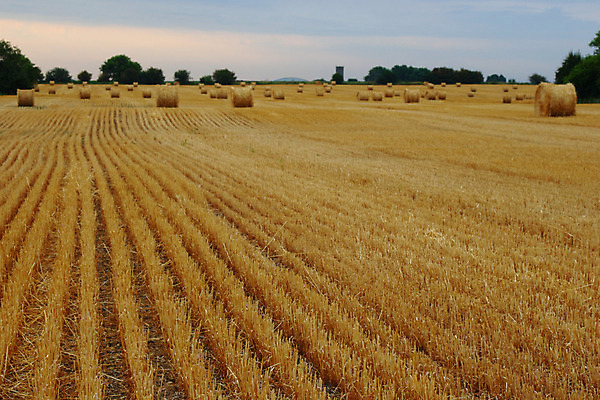 포토 JPG 해외이미지 음식 백그라운드 밭 농업 오렌지 자연 하늘 건조 풍경 사람없음 야외 초록색 여름 농작물 태양 농장 노란색 쌓기 일몰 수확 성장 가을 시골 원형 황금 볏짚 낟알 땅 밀 뭉치 밀짚 내추럴 밭일 해외202004 해외포토 자연요소 도형 계절 산업 컬러 과일 모션 곡류 노을 짚 생태계 파일형식 이미지허브