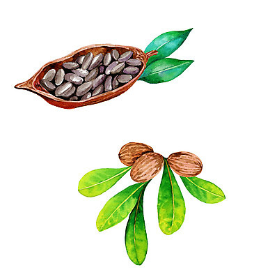 포토 JPG 해외이미지 나무 식물 라이프스타일 음식 잎 다이어트 과일 일러스트 수채화 콩 건조 건강 씨앗 사람없음 초록색 여름 초콜릿 미국 화장품 견과류 껍질 나뭇가지 맛 상품 먹기 허브 크림 메뉴 그림 아로마 버터 코코아 고립 엘리먼트 채식주의자 카카오 디테일 비건 해외202004 해외포토 계절 음료 컬러 컨셉 북아메리카 모션 디저트 곡류 생활 뷰티 채식 파일형식 이미지허브