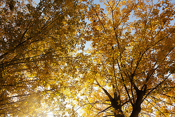 포토 JPG 해외이미지 나무 식물 계절 공원 단풍 잎 밭 오렌지 자연 하늘 사람없음 야외 목재 빛 햇빛 노란색 환경 가을 나뭇가지 황금 숲 장면 10월 해외202004 해외포토 공공시설 컬러 농업 과일 재료 태양 날짜 생태계 파일형식 이미지허브