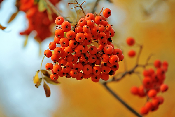 포토 JPG 해외이미지 나무 식물 계절 열매 야생동물 음식 줄기 백그라운드 오렌지 과일 자연 벽지 산 따뜻함 씨앗 사람없음 목재 빨간색 가을 나뭇가지 숲 작음 다발 진홍색 해외202004 해외포토 동물 컬러 재료 크기 생태계 파일형식 이미지허브
