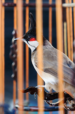 포토 JPG 해외이미지 동물 야생동물 태국 자연 조류 사람없음 목재 빨간색 반려동물 갈색 검은색 행운 새장 문제 동물상 이슈 해외202004 해외포토 나무 아시아 컬러 컨셉 재료 조형물 생태계 케이지 파일형식 이미지허브