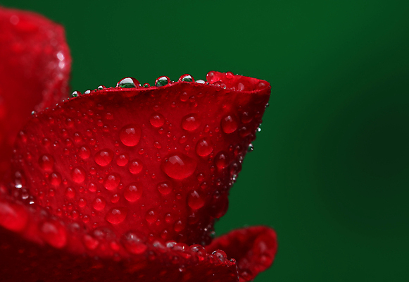 포토 JPG 해외이미지 식물 계절 꽃잎 꽃 백그라운드 꽃무늬 자연 표면 발렌타인데이 사랑 사람없음 빨간색 초록색 물 장미 화목 물방울 신선 액체 닫기 떨어짐 이슬 빗방울 순수 질감 열정 내추럴 해외202004 해외포토 자연요소 감정 컬러 컨셉 무늬 모션 데이이벤트 비_날씨 생태계 파일형식 이미지허브