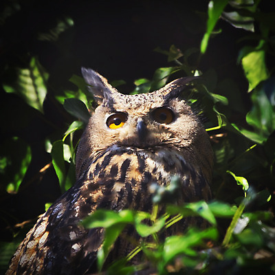 포토 JPG 해외이미지 동물 응시 야생동물 백그라운드 자연 조류 사람없음 갈색 육식동물 부엉이 해외202004 해외포토 시선 컬러 생태계 파일형식 이미지허브