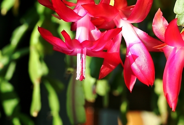 포토 JPG 해외이미지 식물 전통 계절 꽃잎 꽃 화초 분홍색 백그라운드 잎 크리스마스 겨울 꽃무늬 자연 선인장 사람없음 초록색 정원 보라색 봄 벚꽃 신선 개화 닫기 자주색 묘사 싱글 날카로움 내추럴 꽃수술 해외202004 해외포토 기념일 컬러 무늬 모션 생태계 파일형식 이미지허브