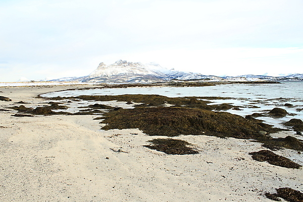 포토 JPG 해외이미지 식물 음식 바다 여행 백그라운드 자연 표면 추상 새로움 노르웨이 사람없음 야외 초록색 물 파란색 반사 갈색 노란색 바위 해조류 닫기 묘사 질감 장면 태평양 서식지 남쪽 내추럴 수경재배 해외202004 해외포토 자연요소 유럽 컬러 컨셉 무늬 모션 돌_바위 해양식물 방향 생태계 파일형식 이미지허브