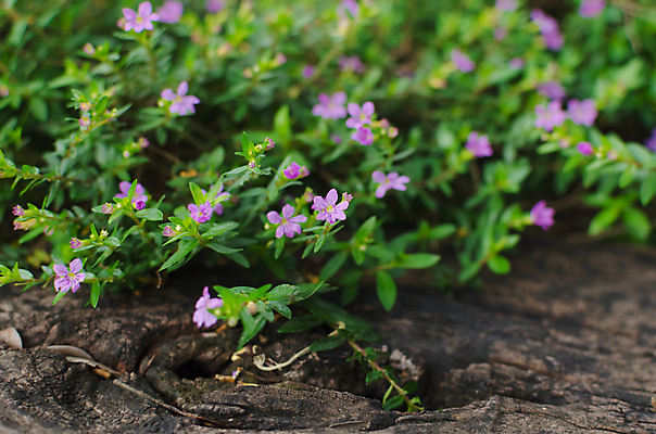 포토 JPG 해외이미지 나무 식물 구름 디자인 백그라운드 컨셉 잎 패턴 자연 부활절 프레임 미술 풍경 사람없음 야외 초록색 여름 햇빛 태양 환경 봄 활발 젖음 나뭇가지 보호 소프트포커스 숲 청소 클립 문학 자작나무 엘리먼트 효과 해외202004 해외포토 자연요소 계절 기념일 컬러 무늬 문화예술 촬영기법 생태계 파일형식 이미지허브