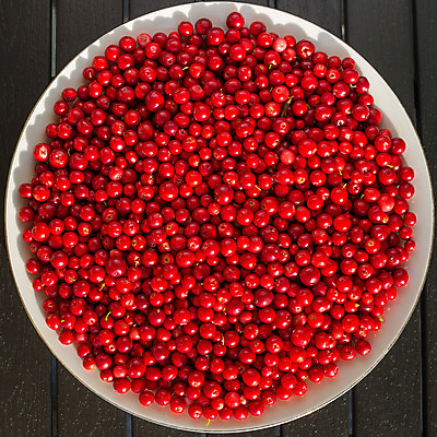 포토 JPG 해외이미지 접시 열매 음식 조각 백그라운드 다이어트 과일 부분 자연 탁자 딸기 디저트 건강 사람없음 목재 장식 빨간색 빛 쿠키 케이크 빵집 흰색 신선 체리 달콤 맛 아침식사 설탕 먹기 질감 날것 흙더미 내추럴 점심식사 숙성 식용 채식주의자 해외202004 해외포토 나무 식물 식기 컬러 가구 컨셉 재료 모션 상점 식사 흙 생태계 채식 파일형식 더미 이미지허브