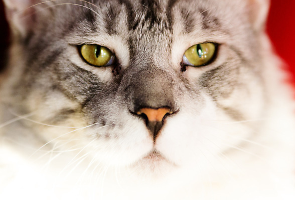 포토 JPG 해외이미지 동물 응시 백그라운드 포유류 털 실내 사람없음 반려동물 고양이 회색 흰색 모피 자르기 코 고립 기르기 해외202004 해외포토 시선 컬러 모션 내부 신체부위 돌봄 파일형식 이미지허브