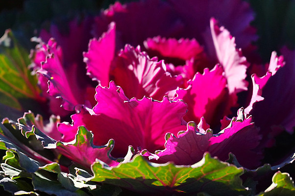 포토 JPG 해외이미지 음식 잎 자연 요리 사람없음 태양 정원 보라색 샐러드 신선 강렬 해외202004 해외포토 자연요소 식물 컬러 생태계 파일형식 이미지허브