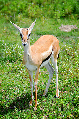 포토 JPG 해외이미지 동물 한마리 응시 야생동물 새끼 포유류 아프리카 자연 뿔 서기 사람없음 야외 옆모습 가로 초록색 갈색 일몰 황무지 고독 사파리 영양 케냐 노려봄 가젤 보호구역 사바나 초식 탄자니아 평야 해외202004 해외포토 1 시선 감정 나라 뷰포인트 컬러 모션 표정 노을 생태계 구역 파일형식 이미지허브