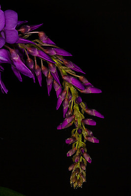 포토 JPG 해외이미지 식물 꽃 백그라운드 사람없음 정원 보라색 검은색 들꽃 닫기 고립 해외202004 해외포토 컬러 모션 파일형식 이미지허브