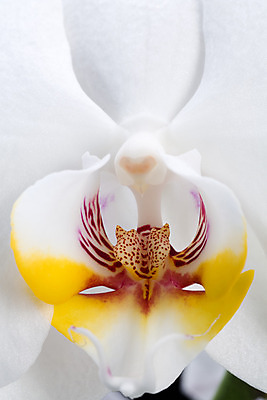 포토 JPG 해외이미지 식물 기념일 꽃잎 꽃 선 줄기 분홍색 꽃다발 결혼 백그라운드 꽃무늬 오렌지 자연 건강 선물 사람없음 노란색 스파 침묵 봄 벚꽃 흰색 신선 개화 난초 우아함 순수 오브젝트 고립 정물화 카피스페이스 해외202004 해외포토 계절 컬러 컨셉 무늬 과일 이벤트 소리 공백 그림 생태계 파일형식 이미지허브