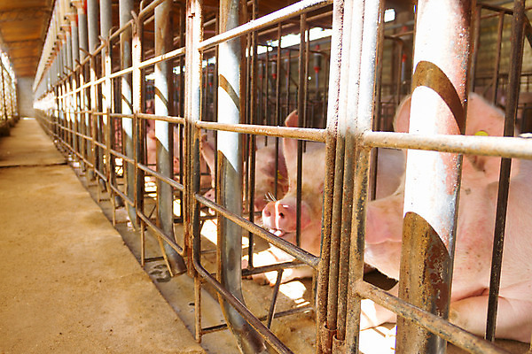 포토 JPG 해외이미지 여러마리 실내 사람없음 가축 돼지 축산업 축사 철창 양돈장 해외202004 해외포토 동물 건축물 산업 다수 포유류 내부 파일형식 이미지허브