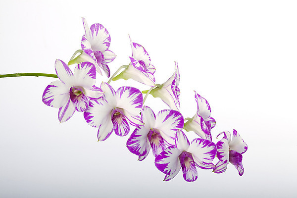 포토 JPG 해외이미지 식물 꽃 백그라운드 잎 자연 씨앗 사람없음 장식 초록색 정원 전시 놀이방 벚꽃 신선 개화 난초 역사 유기농 원예 쇼 손질 내추럴 기르기 생태학 수목 해외202004 해외포토 웰빙 교육 컬러 취미 생태계 돌봄 파일형식 이미지허브