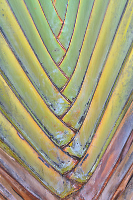 포토 JPG 해외이미지 나무 식물 디자인 선 백그라운드 잎 패턴 오렌지 자연 추상 열대 손바닥 풍경 사람없음 야외 환경 줄무늬 원형 거친 묘사 유기농 질감 서식 하와이 나무껍질 내추럴 이국적 해외202004 해외포토 도형 손 웰빙 무늬 과일 미국 껍질 생태계 파일형식 이미지허브