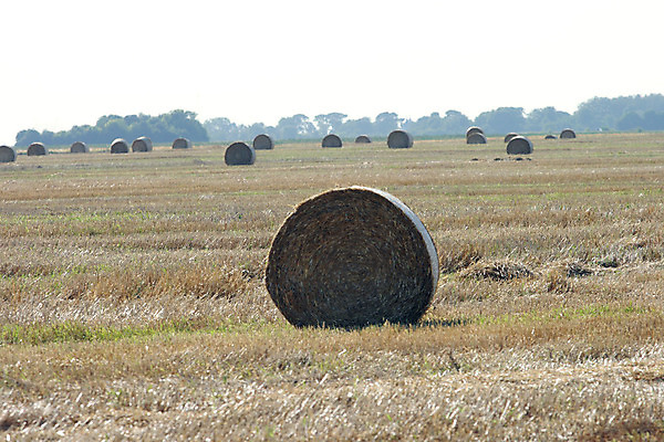 포토 JPG 해외이미지 식물 구름 음식 줄기 밭 농업 자연 하늘 옥수수 풍경 사람없음 야외 여름 파란색 농작물 농장 쌓기 시골 원형 황금 볏짚 먹이 낟알 땅 자르기 밀 보리 롤 철사 철조망 패키지 뭉치 밀짚 내추럴 줄서기 호밀 해외202004 해외포토 자연요소 도형 계절 산업 컬러 모션 곡류 짚 생태계 파일형식 이미지허브