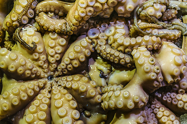 포토 JPG 해외이미지 아시아 음식 바다 백그라운드 거리 건강 어류 요리 사람없음 세일 식사 이탈리아 흰색 죽음 신선 시장 닫기 먹기 해산물 오징어 베네치아 문어 촉수 해외202004 해외포토 유럽 나라 컬러 모션 연체동물 수중동물 파일형식 이미지허브