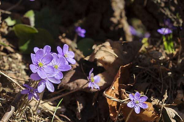 포토 JPG 해외이미지 나무 유럽 여행 자연 하늘 휴가 스키 휴식 산 독일 사람없음 파란색 봄 추위 흰색 도시 숲 알프스 단절 바이에른 해외202004 해외포토 식물 계절 나라 컬러 컨셉 겨울스포츠 생태계 파일형식 이미지허브
