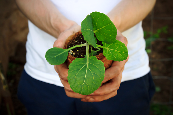 포토 JPG 해외이미지 손 남자 컨셉 농업 채소 손가락 자연 새로움 관리 씨앗 사람없음 초록색 농장 새싹 환경 흙 봄 성장 시골 잡기 보호 농부 작음 브로콜리 시작 에코 유기농 원예 먼지 보여주기 개발 밭일 생태학 심기 세련 해외202004 해외포토 식물 직업 웰빙 계절 교육 산업 컬러 모션 사람 취미 신체부위 크기 생태계 파일형식 이미지허브
