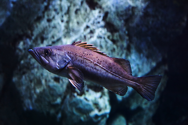 포토 JPG 해외이미지 사람없음 수중 수족관 해외202004 해외포토 파일형식 이미지허브