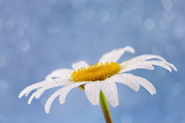 포토 JPG 해외이미지 식물 계절 꽃잎 꽃 꽃무늬 자연 하늘 아침 사람없음 야외 물 여름 햇빛 태양 노란색 봄 젖음 들꽃 성장 벚꽃 흰색 신선 개화 떨어짐 이슬 빗방울 허브 순수 싱글 데이지 보케 심플 캐모마일 해외202004 해외포토 주간 자연요소 컬러 컨셉 무늬 비_날씨 생태계 파일형식 이미지허브