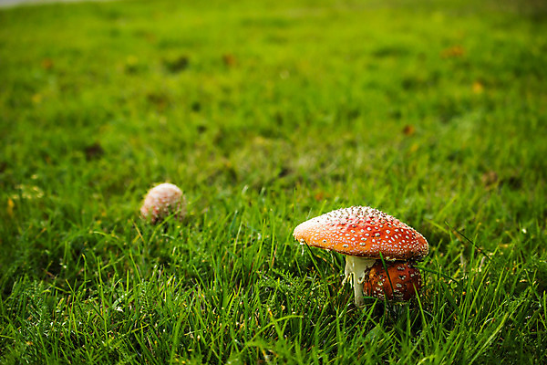 포토 JPG 해외이미지 사람없음 빨간색 초록색 버섯 가을 흰색 죽음 숨기 캡모자 해외202004 해외포토 모자_잡화 계절 컬러 모션 파일형식 이미지허브