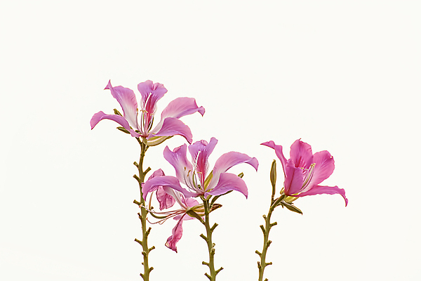 포토 JPG 해외이미지 나무 식물 꽃 백그라운드 잎 꽃무늬 자연 사랑 미술 사람없음 야외 정원 보라색 벚꽃 신선 개화 난초 내추럴 스타일 해외202004 해외포토 감정 컬러 무늬 문화예술 생태계 파일형식 이미지허브