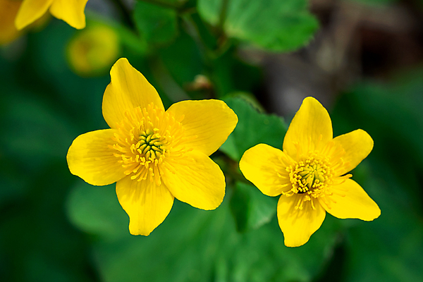 포토 JPG 해외이미지 식물 계절 꽃잎 꽃 줄기 백그라운드 꽃무늬 밭 자연 사람없음 초록색 노란색 정원 봄 벚꽃 개화 내추럴 해외202004 해외포토 컬러 무늬 농업 생태계 파일형식 이미지허브