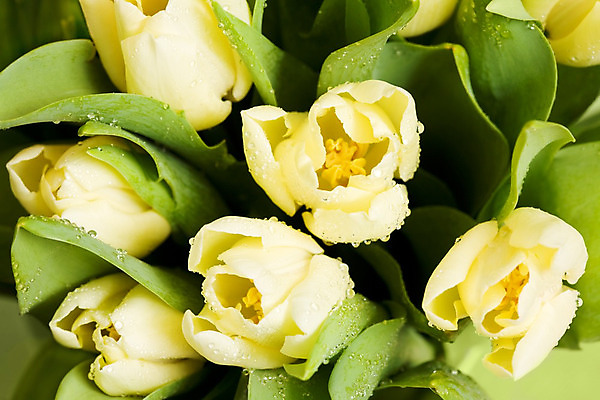 포토 JPG 해외이미지 식물 기념일 꽃잎 꽃 꽃다발 백그라운드 잎 꽃무늬 패턴 부분 벽지 발렌타인데이 사람없음 장식 초록색 노란색 정원 봄 젖음 튤립 물방울 축하 신선 개화 떨어짐 수분 꽃집 묘사 원예 질감 기회 향기 냄새 해외202004 해외포토 계절 컬러 컨셉 무늬 데이이벤트 이벤트 취미 상점 파일형식 이미지허브