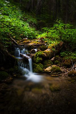 포토 JPG 해외이미지 식물 공원 야생동물 잎 자연 표면 이끼 풍경 사람없음 야외 초록색 물 여름 햇빛 갈색 평화 침묵 봄 폭포 젖음 흐름 가을 바위 개울 급류 연기 숲 장노출 내추럴 해외202004 해외포토 자연요소 동물 계절 공공시설 컬러 컨셉 촬영기법 강 태양 소리 돌_바위 생태계 파일형식 이미지허브