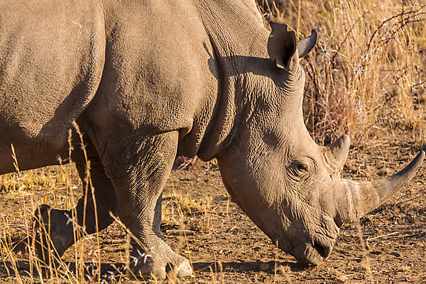 포토 JPG 해외이미지 동물 공원 야생동물 포유류 아프리카 자연 뿔 종류 사람없음 머리 걷기 황무지 위험 큼 사파리 피부 멸종 코뿔소 남아프리카 사바나 해외202004 해외포토 공공시설 나라 컨셉 모션 신체부위 크기 생태계 파일형식 이미지허브