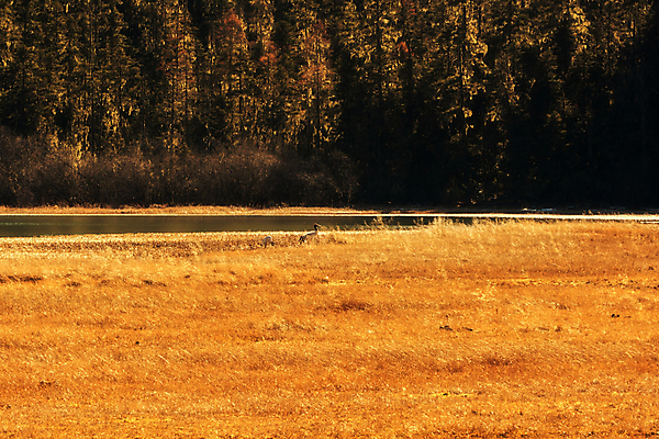 포토 JPG 해외이미지 동물 아시아 여행 자연 풍경 사람없음 관광지 중국 내추럴 해외202004 해외포토 나라 생태계 파일형식 이미지허브