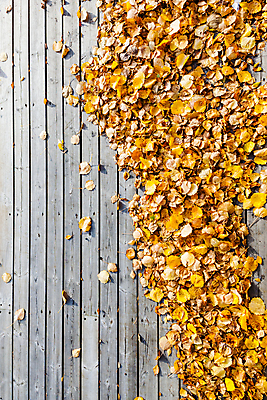 포토 JPG 해외이미지 나무 디자인 계절 백그라운드 단풍 잎 패턴 오렌지 자연 표면 바람 추상 바닥 건조 사람없음 야외 목재 장식 컬러풀 노란색 우주 줄무늬 가을 그룹 황금 널 정상 질감 복고 내추럴 뒤뜰 옛날 많음 해외202004 해외포토 자연요소 식물 컬러 컨셉 무늬 과일 재료 날씨 생태계 파일형식 이미지허브