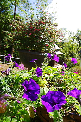 포토 JPG 해외이미지 식물 꽃잎 꽃 분홍색 꽃다발 잎 꽃무늬 자연 하늘 사람없음 야외 초록색 여름 파란색 컬러풀 정원 보라색 활발 성장 벚꽃 개화 계획 다발 제비꽃 원예 화단 세련 피튜니아 해외202004 해외포토 계절 컬러 컨셉 무늬 취미 생태계 파일형식 이미지허브