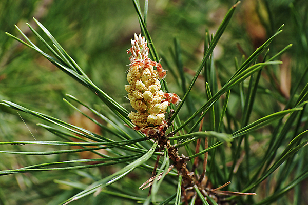 포토 JPG 해외이미지 나무 구름 꽃 지구 모래 잎 자연 하늘 날씨 휴식 건조 그림자 풍경 사람없음 목재 세로 초록색 여름 태양 갈색 침묵 나뭇가지 시골 소나무 숲 허브 즐거움 통나무 원뿔 생태학 해외202004 해외포토 자연요소 도형 식물 계절 교육 감정 컬러 컨셉 재료 소리 생태계 파일형식 이미지허브