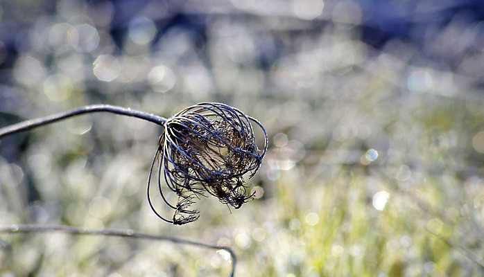 포토 JPG 해외이미지 나무 식물 꽃 행복 잎 밭 자연 아침 건조 씨앗 사람없음 여름 빛 태양 농장 마을 정원 봄 수확 시골 신선 붓 뜨거움 잡초 숲 민들레 보케 부드러움 솜털 생태학 특별함 많음 해외202004 해외포토 주간 자연요소 계절 교육 감정 컨셉 농업 감각 생태계 파일형식 이미지허브